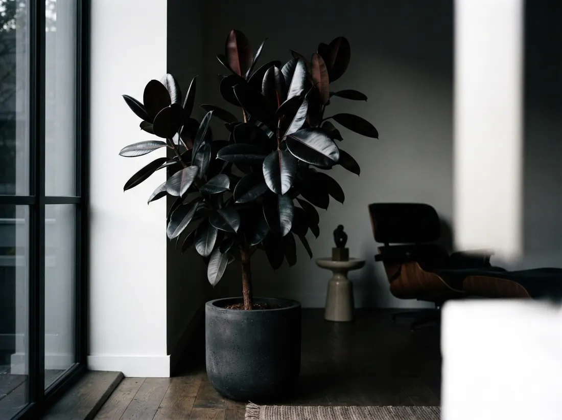 Rubber Plant